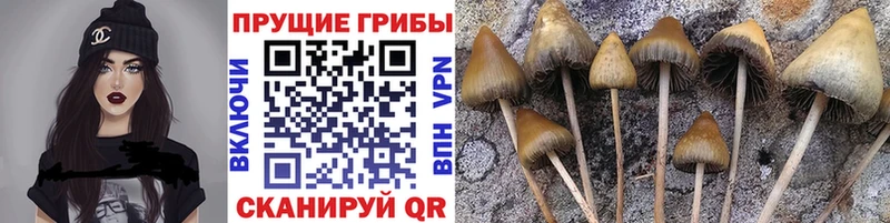 Псилоцибиновые грибы мухоморы  наркошоп  Лаишево 